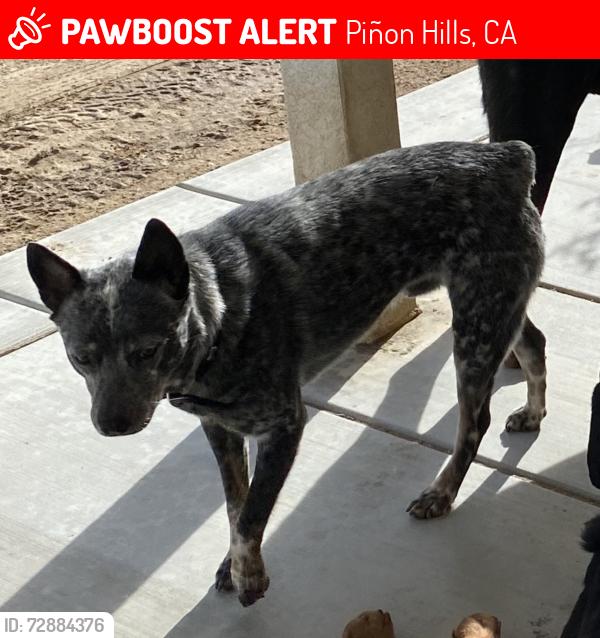 Lost Male Dog last seen Cholla rd / mountain rd, Piñon Hills, CA 92372