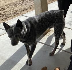 Lost Male Dog last seen Cholla rd / mountain rd, Piñon Hills, CA 92372