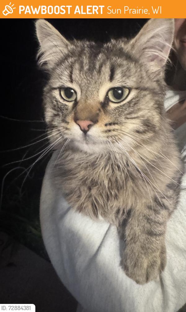 Found/Stray Female Cat last seen Jenifer Ct/Stevens St, Sun Prairie, WI 53590