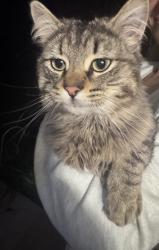 Found/Stray Female Cat last seen Jenifer Ct/Stevens St, Sun Prairie, WI 53590