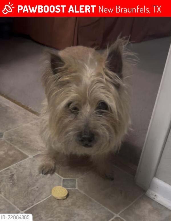 Lost Female Dog last seen Larkspur behind Walmart and Lowe’s on walnut ave, New Braunfels, TX 78130