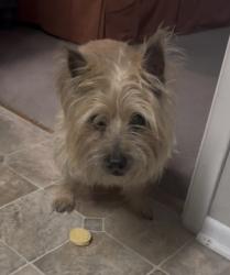 Lost Female Dog last seen Larkspur behind Walmart and Lowe’s on walnut ave, New Braunfels, TX 78130