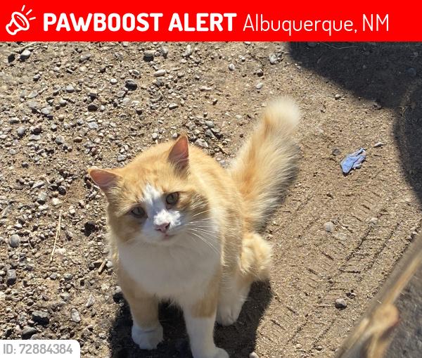 Lost Male Cat last seen Lomas and Wyoming , Albuquerque, NM 87108