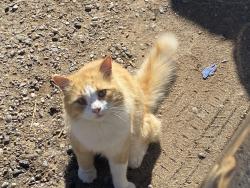 Lost Male Cat last seen Lomas and Wyoming , Albuquerque, NM 87108