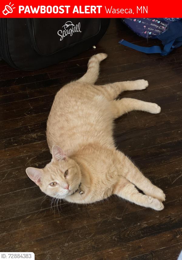 Lost Male Cat last seen Waseca tink Larson baseball field , Waseca, MN 56093