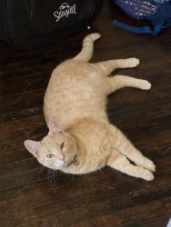 Lost Male Cat last seen Waseca tink Larson baseball field , Waseca, MN 56093