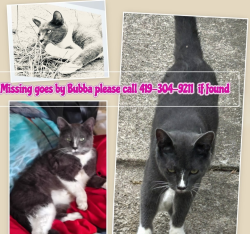 Lost Male Cat last seen Stickney/Manhattan area , Toledo, OH 43608