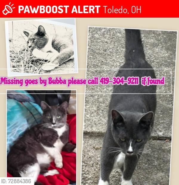 Lost Male Cat last seen Stickney/Manhattan area , Toledo, OH 43608