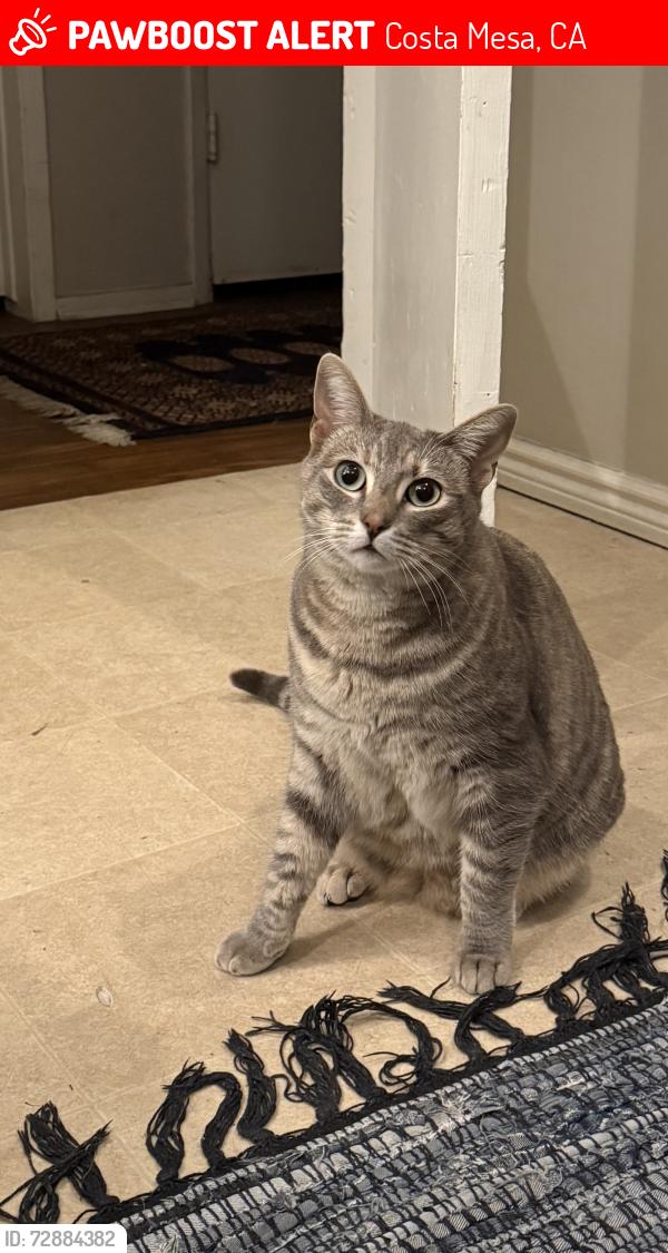 Lost Female Cat last seen in the alley of Ogel street and Orange ave, Costa Mesa, CA 92627