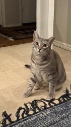 Lost Female Cat last seen in the alley of Ogel street and Orange ave, Costa Mesa, CA 92627