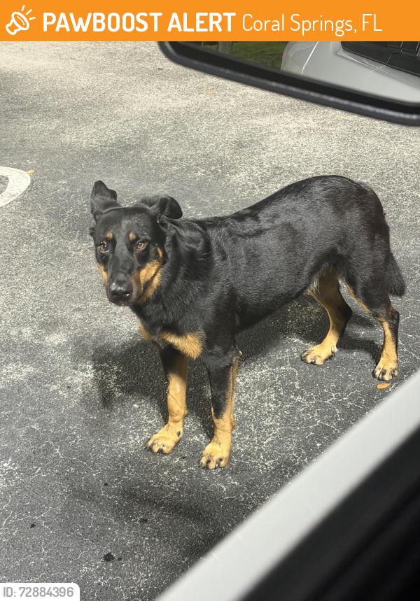 Found/Stray Unknown Dog last seen Walmart turtle run 11:55pm 5/14/26, Coral Springs, FL 33067