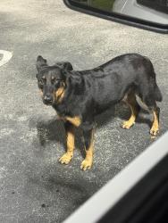 Found/Stray Unknown Dog last seen Walmart turtle run 11:55pm 5/14/26, Coral Springs, FL 33067