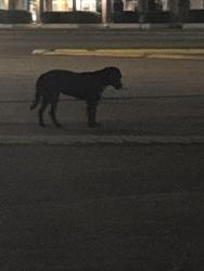 Found/Stray Unknown Dog last seen in jefferson square shopping center parking lot , Pine Bluff, AR 71601