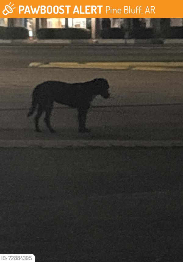 Found/Stray Unknown Dog last seen in jefferson square shopping center parking lot , Pine Bluff, AR 71601