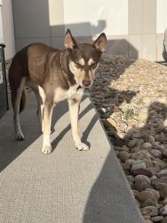 Found/Stray Female Dog last seen W 113th Ave and Main, near Swisslog Healthcare, Broomfield, CO 80020