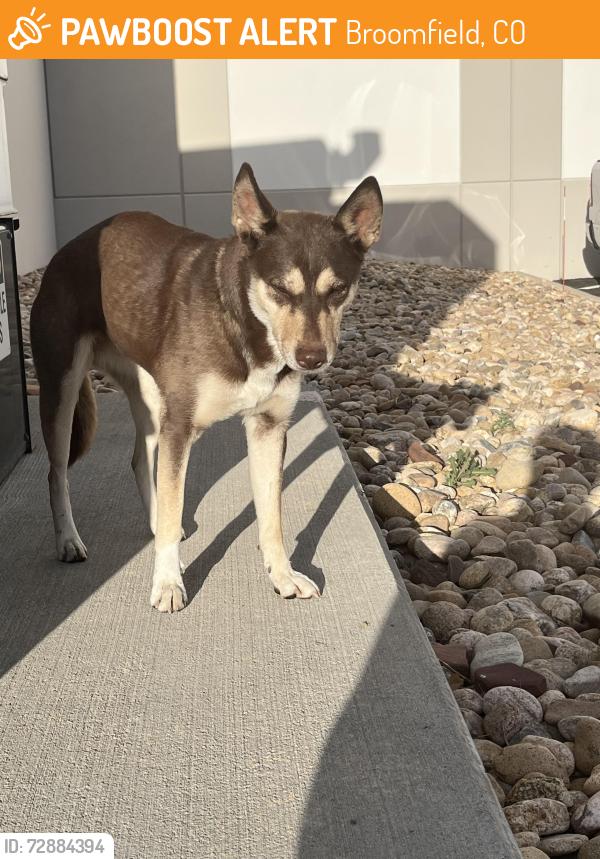 Found/Stray Female Dog last seen W 113th Ave and Main, near Swisslog Healthcare, Broomfield, CO 80020