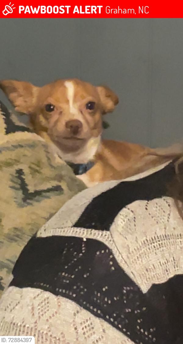 Lost Male Dog last seen Cedar st graham nc and Washington st graham nc , Graham, NC 27253