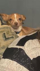 Lost Male Dog last seen Cedar st graham nc and Washington st graham nc , Graham, NC 27253