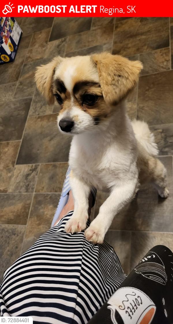 Lost Male Dog last seen King Street and 2nd Avenue , Regina, SK 
