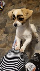 Lost Male Dog last seen King Street and 2nd Avenue , Regina, SK 