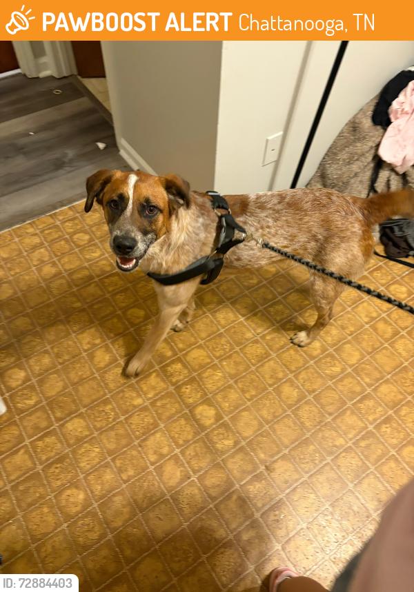 Found/Stray Male Dog last seen Puesto de tacos , Chattanooga, TN 37407