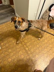 Found/Stray Male Dog last seen Puesto de tacos , Chattanooga, TN 37407