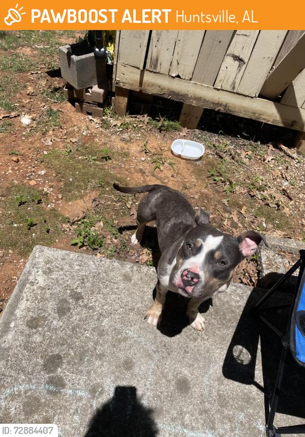 Found/Stray Female Dog last seen Near Highridge dr, Huntsville, AL 35802