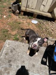 Found/Stray Female Dog last seen Near Highridge dr, Huntsville, AL 35802