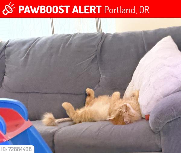 Lost Male Cat last seen Near NW Barnes Rd Portland, OR  97229 United States, Portland, OR 97229