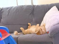 Lost Male Cat last seen Near NW Barnes Rd Portland, OR  97229 United States, Portland, OR 97229