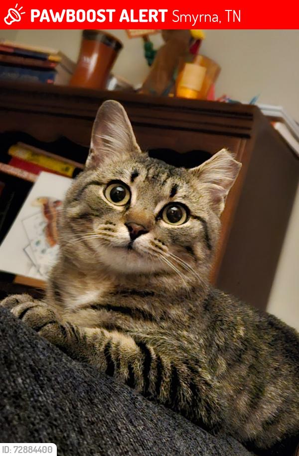 Lost Female Cat last seen Mill Springs Dr, Smyrna TN, Smyrna, TN 37167