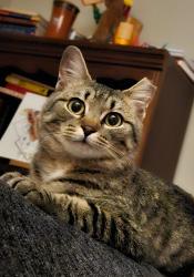 Lost Female Cat last seen Mill Springs Dr, Smyrna TN , Smyrna, TN 37167