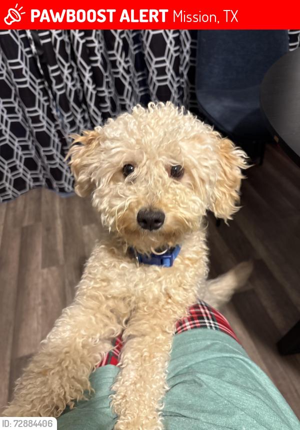 Lost Male Dog last seen Inspiration and mile 6 , Mission, TX 78572