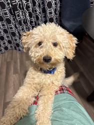 Lost Male Dog last seen Inspiration and mile 6 , Mission, TX 78572