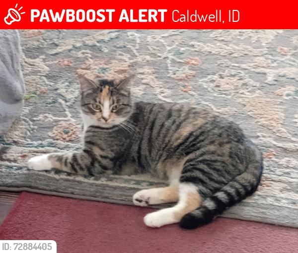 Lost Female Cat last seen Belmont Street by the Dairygold on 5th in Caldwell. , Caldwell, ID 83605