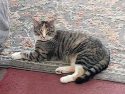 Lost Female Cat last seen Belmont Street by the Dairygold on 5th in Caldwell. , Caldwell, ID 83605