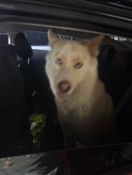 Found/Stray Unknown Dog last seen Cogswell and clark, El Monte, CA 91731