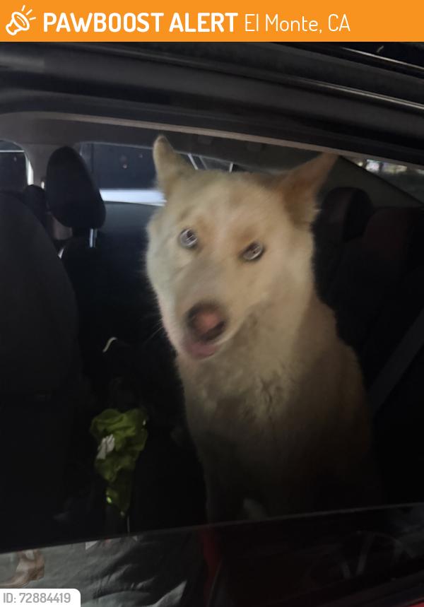 Found/Stray Unknown Dog last seen Cogswell and clark, El Monte, CA 91731