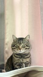 Lost Male Cat last seen Blossom hill terrace , Ashburn, VA 20147