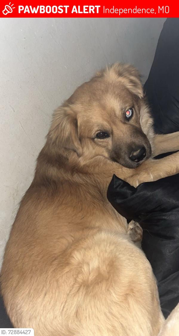 Lost Male Dog last seen Near S Northern Blvd Independence, MO  64052 United States, Independence, MO 64052
