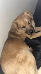 Lost Male Dog last seen Near S Northern Blvd Independence, MO  64052 United States, Independence, MO 64052