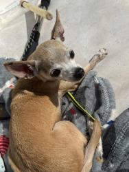 Lost Female Dog last seen Near Turnbull Rd. Hwy. 210 & Hwy. 53 Fayetteville , Fayetteville, NC 28312