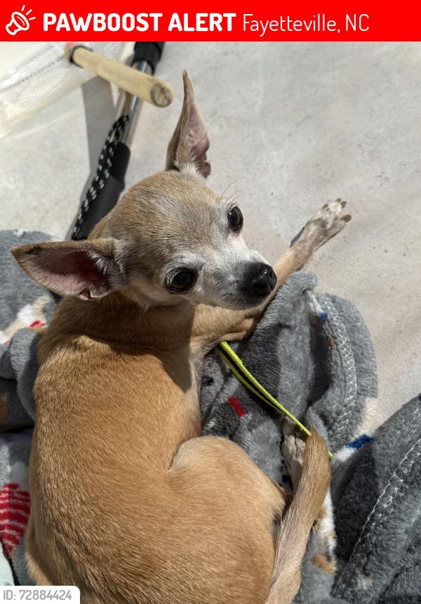 Lost Female Dog last seen Near Turnbull Rd. Hwy. 210 & Hwy. 53 Fayetteville , Fayetteville, NC 28312