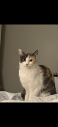 Lost Female Cat last seen N Green Valley Pkwy and La Mesa Dr, Henderson, NV 89014