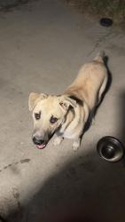 Found/Stray Male Dog last seen Philadelphia and Cypress, Ontario, CA 91762