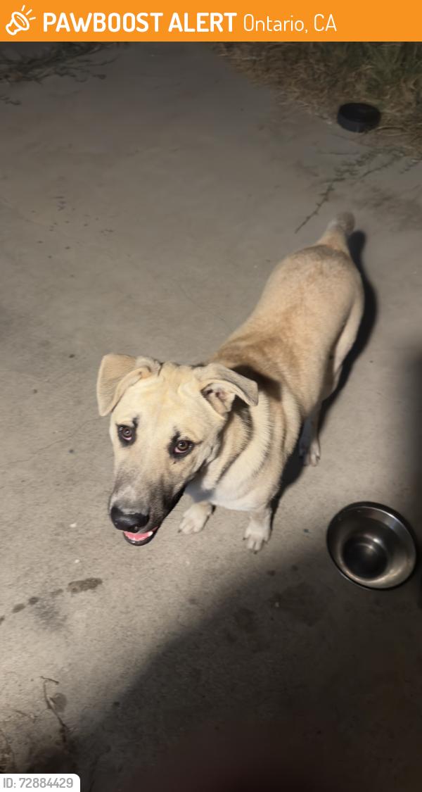 Found/Stray Male Dog last seen Philadelphia and Cypress, Ontario, CA 91762