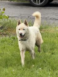 Found/Stray Male Dog last seen SE 87th Ave and SE Clinton St, Portland, OR 97266