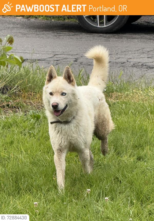 Found/Stray Male Dog last seen SE 87th Ave and SE Clinton St, Portland, OR 97266