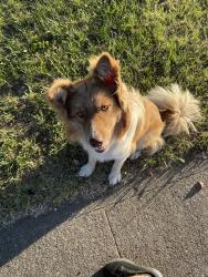 Found/Stray Male Dog last seen El Dorado St, Stockton, CA 95207