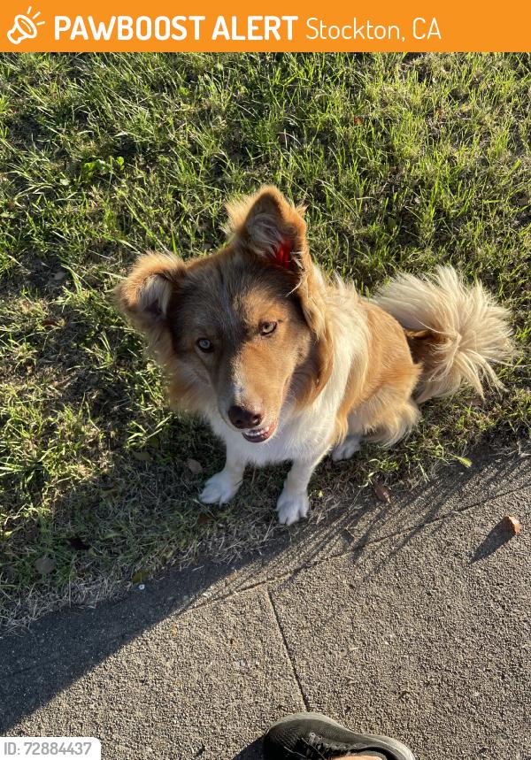 Found/Stray Male Dog last seen El Dorado St, Stockton, CA 95207
